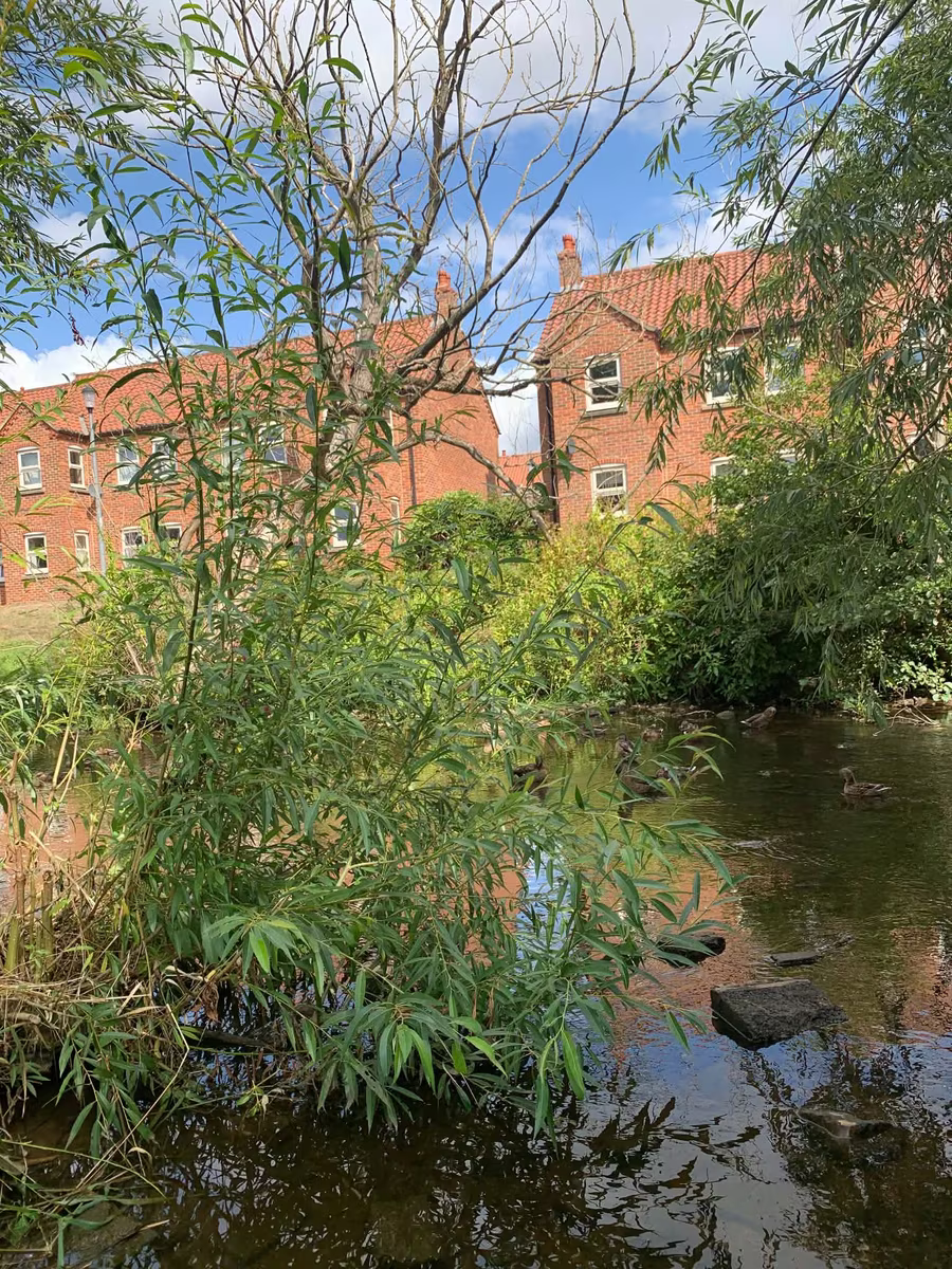 Ducks and willows on the beck through town