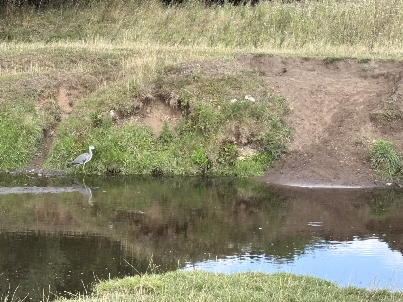 A heron standing on the shingle below an eroded earth bank