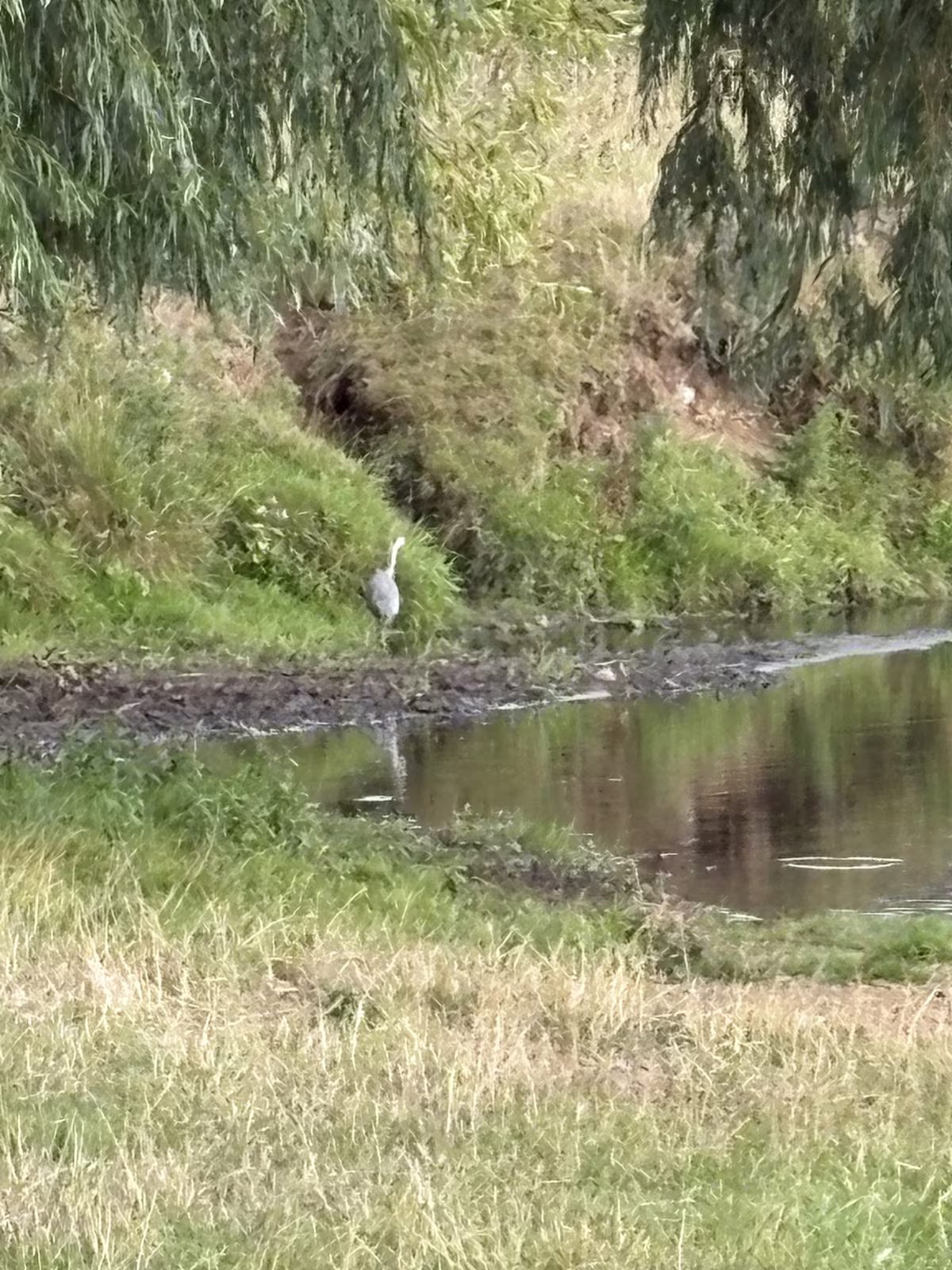 A heron standing on the muddy bank of Cod Beck under the willows, its reflection in the still water