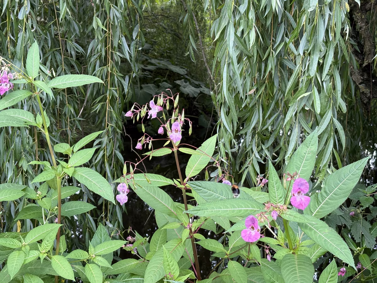 Himalayan balsam on the bank, one of two invasive plants along here