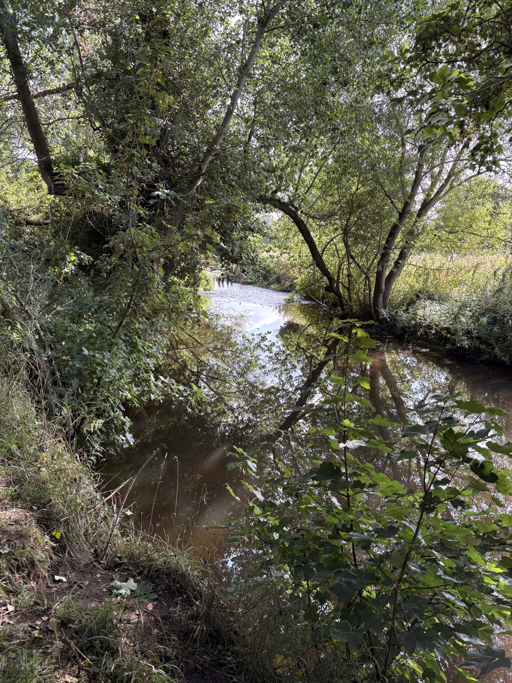 A narrow shaded reach of the beck, hemmed in by trees on both banks