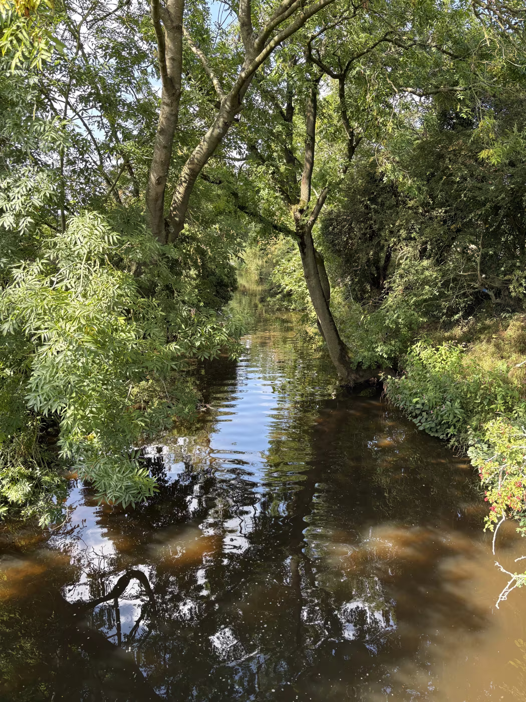 Willows arching right over Cod Beck, the water dark and still beneath them