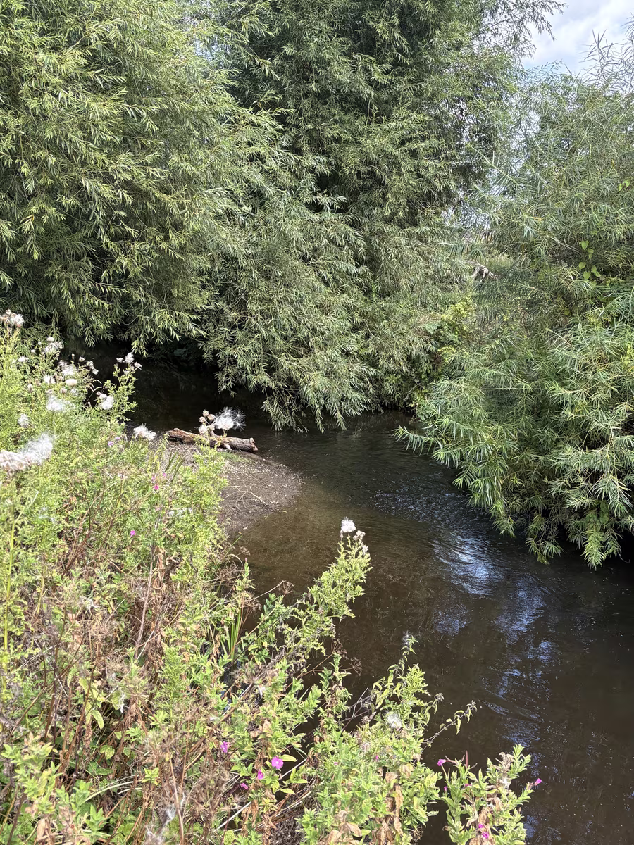 The willows closing over the water north of The Holmes