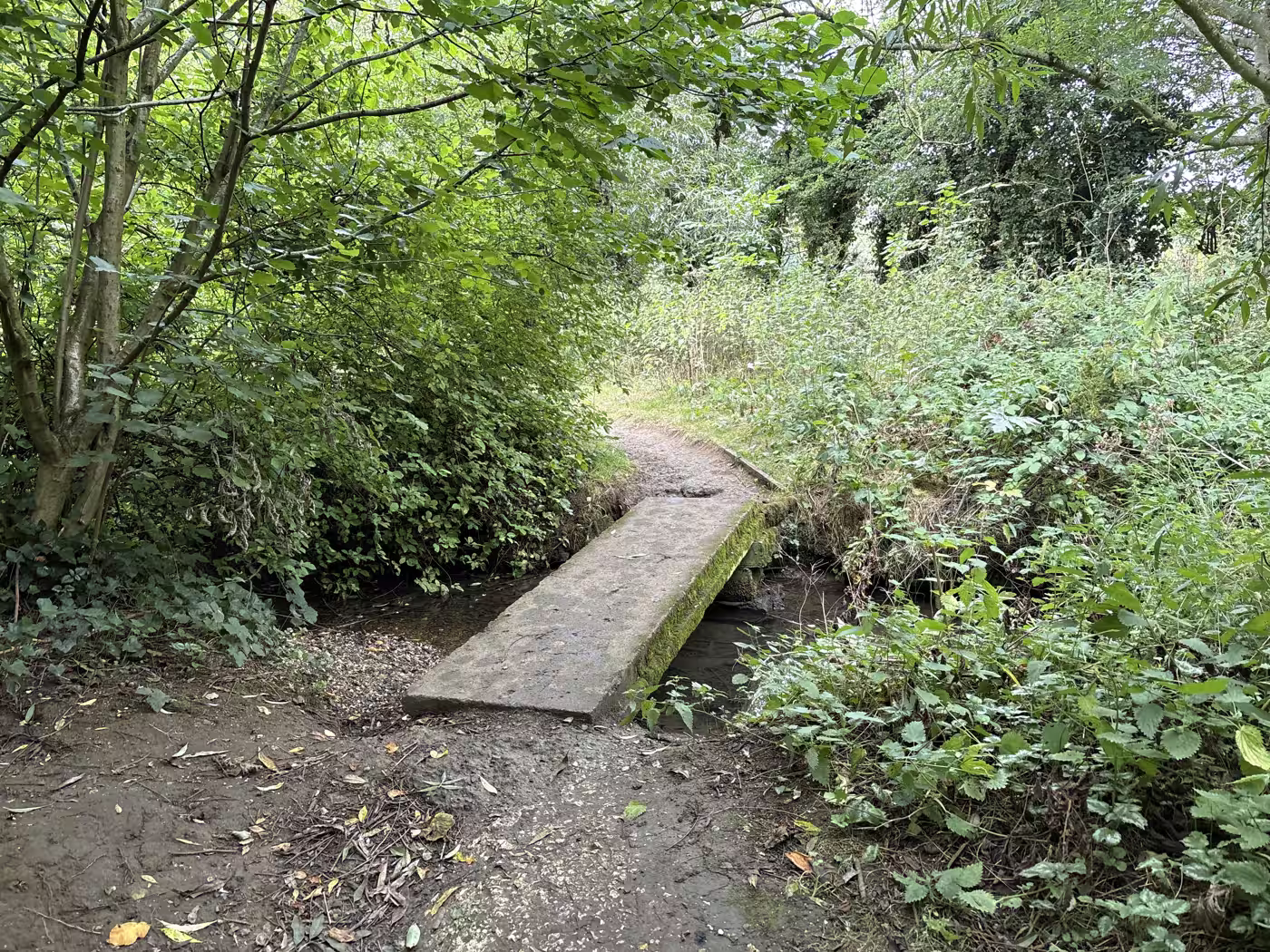 Moss takes the shaded edge of every slab, fine underfoot in a dry week and slick after rain