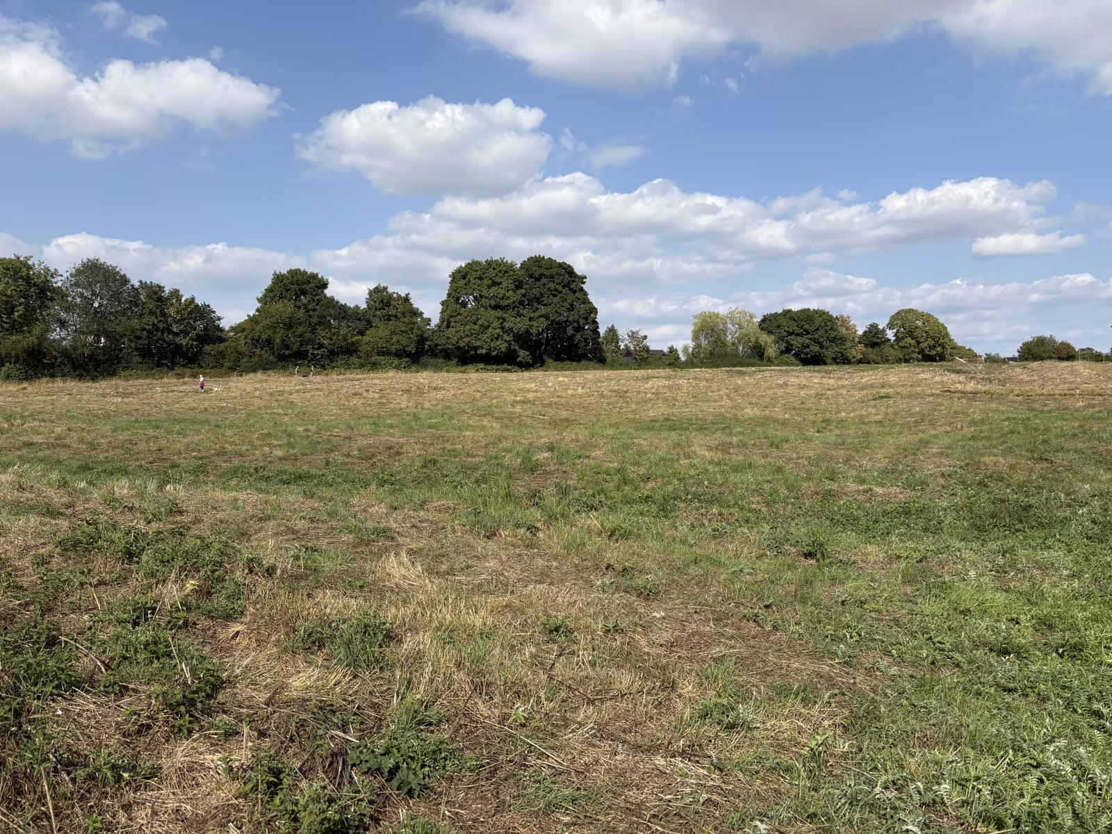 Looking across the Flatts towards the trees, with the mown path running away to the right