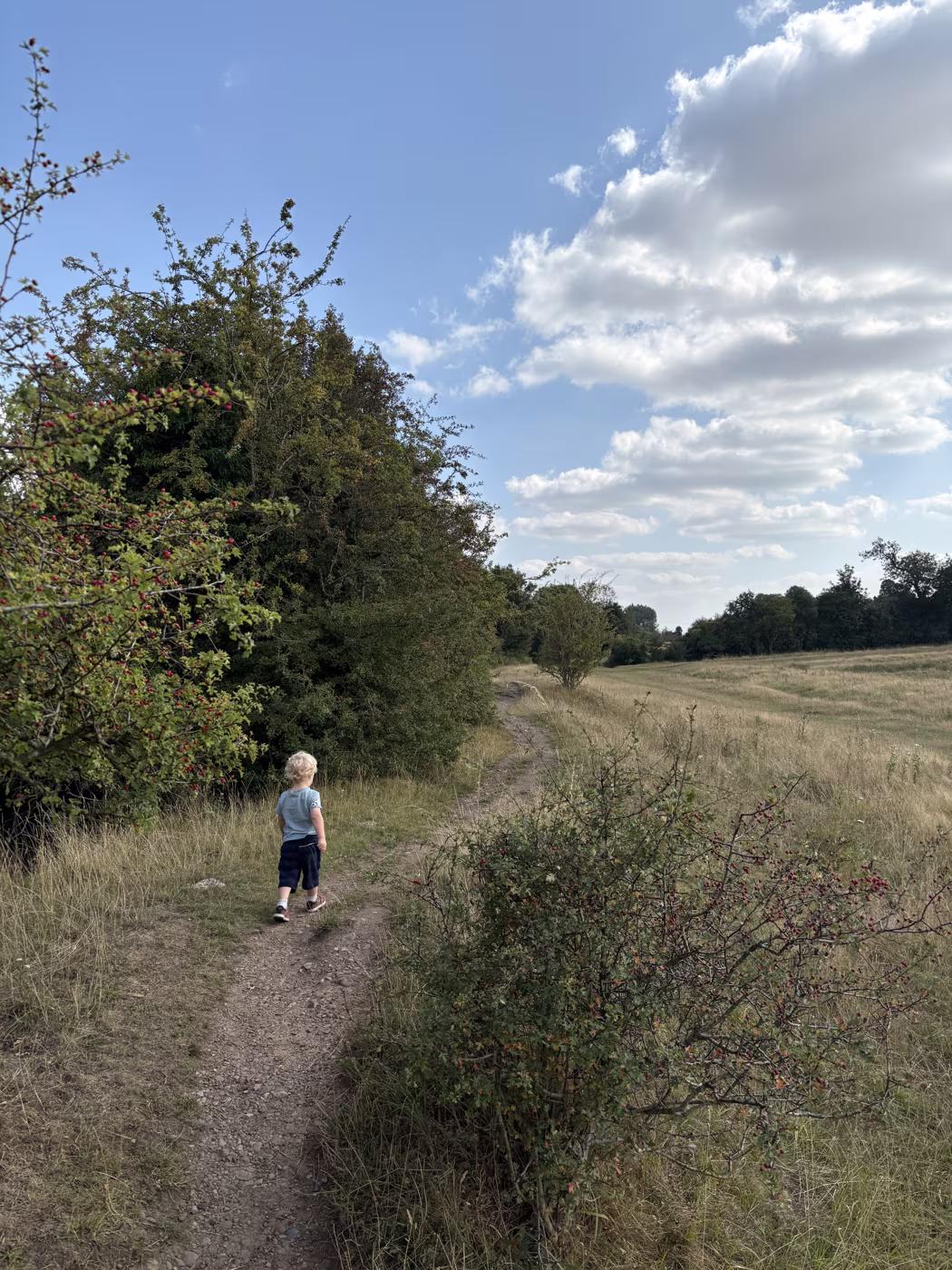 A child walking the narrow worn path along the hedge line across the Flatts