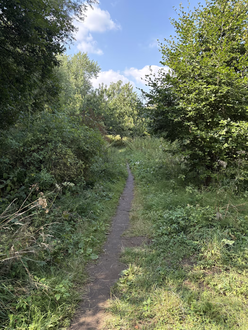 The path narrowing between hedges on the far side of the meadow