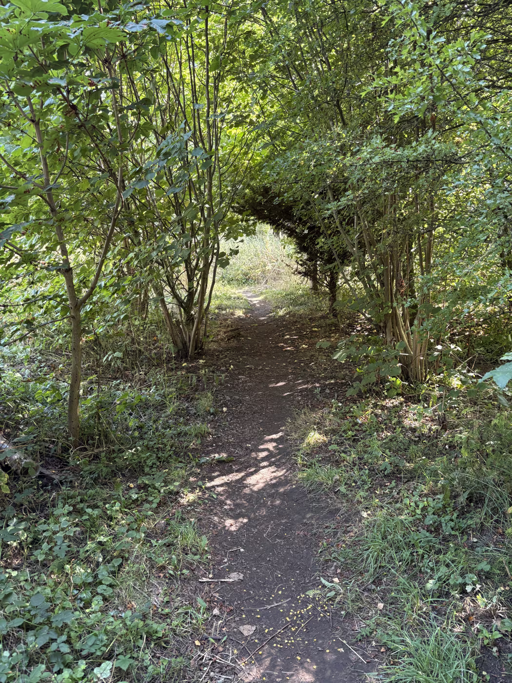 A low tunnel of hawthorn and hazel over the narrow path