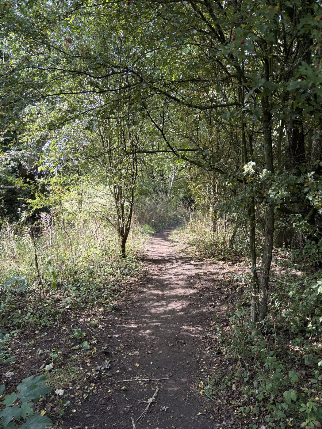 A shaded woodland path, wide and dry underfoot, running between trees