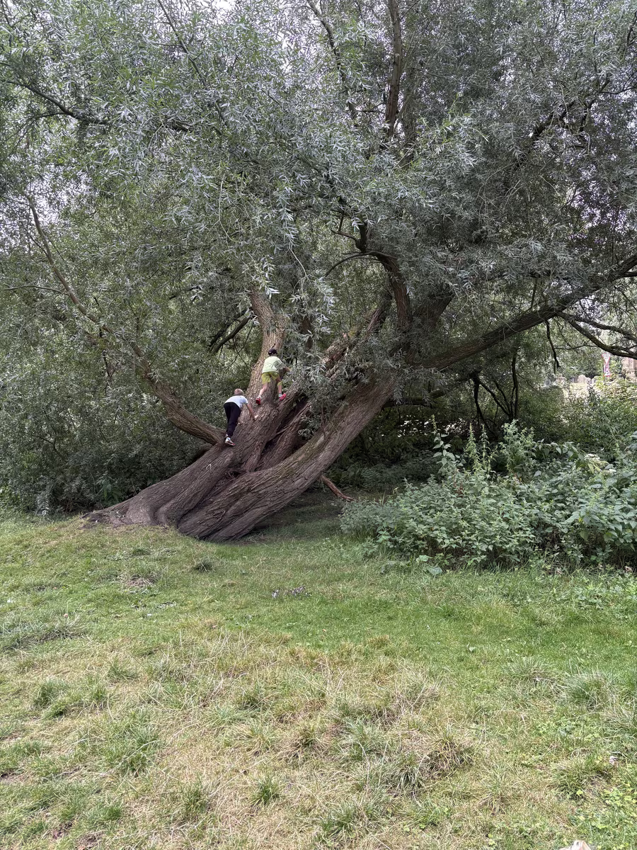Children in one of the old willows