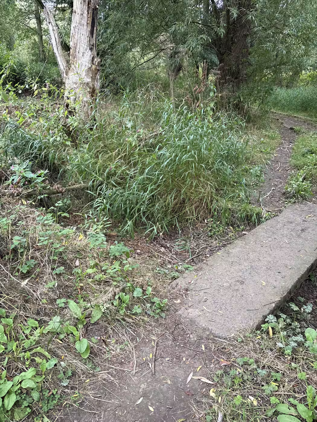 The first bridge, a minute past the weir gate: one end of the slab has settled into the stream. Half broken, entirely crossable, and the right moment to agree your counting rules