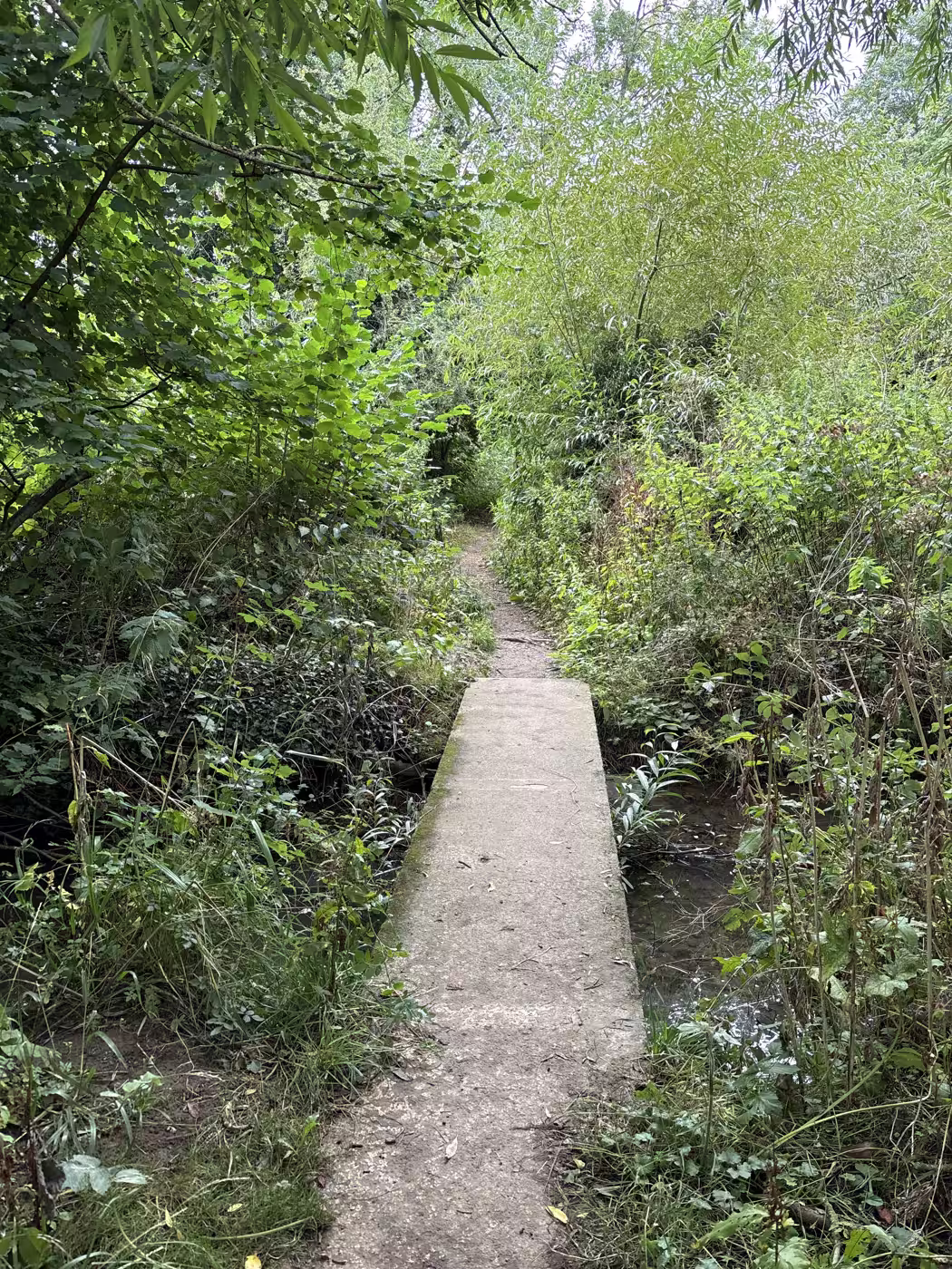 The green corridor between crossings: single file, close to the water, and the reason a lead is sensible for dogs along this stretch