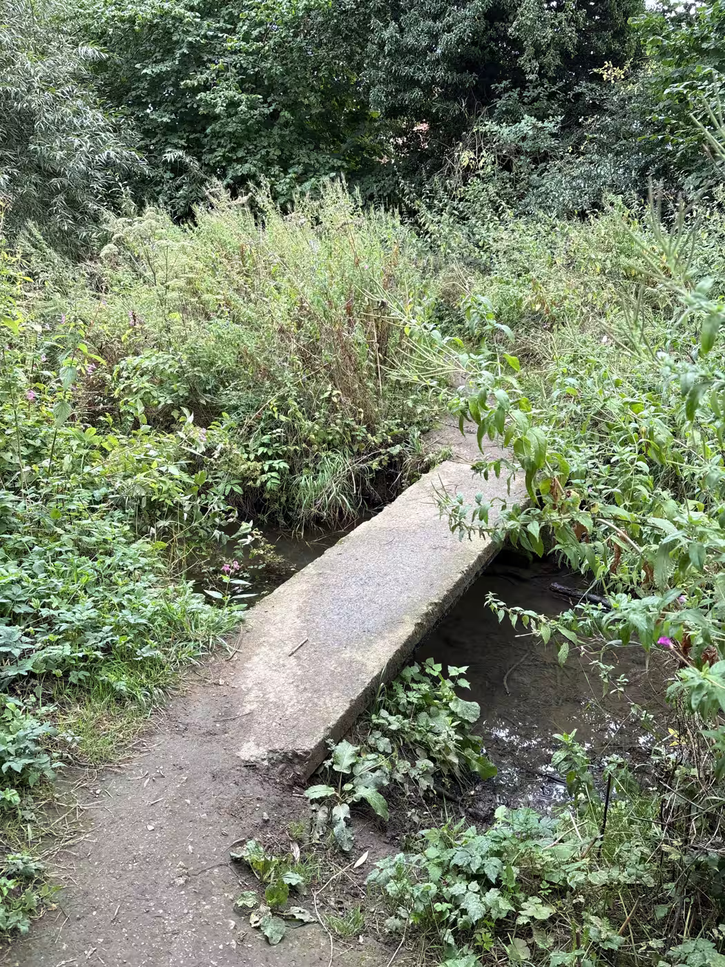 A narrow slab footbridge head-on, low summer water either side and the banks thick with growth