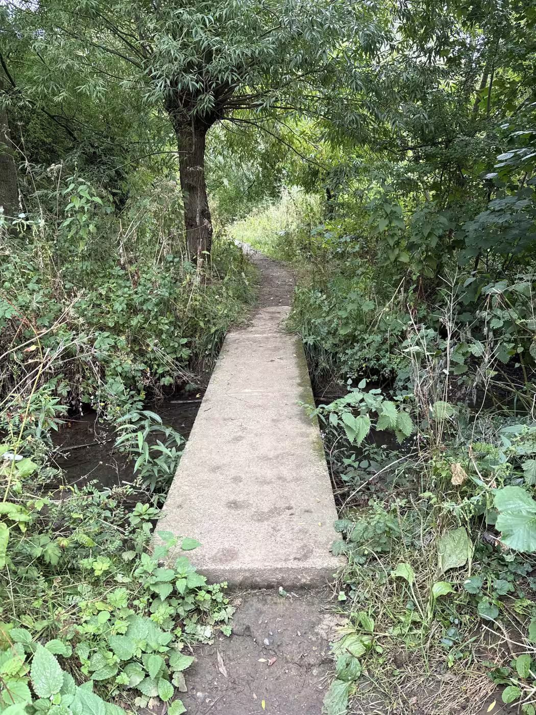 The signature crossing, roughly midway: a concrete slab under a pollarded willow, with the path carrying on into the trees. If you only photograph one bridge, make it this one