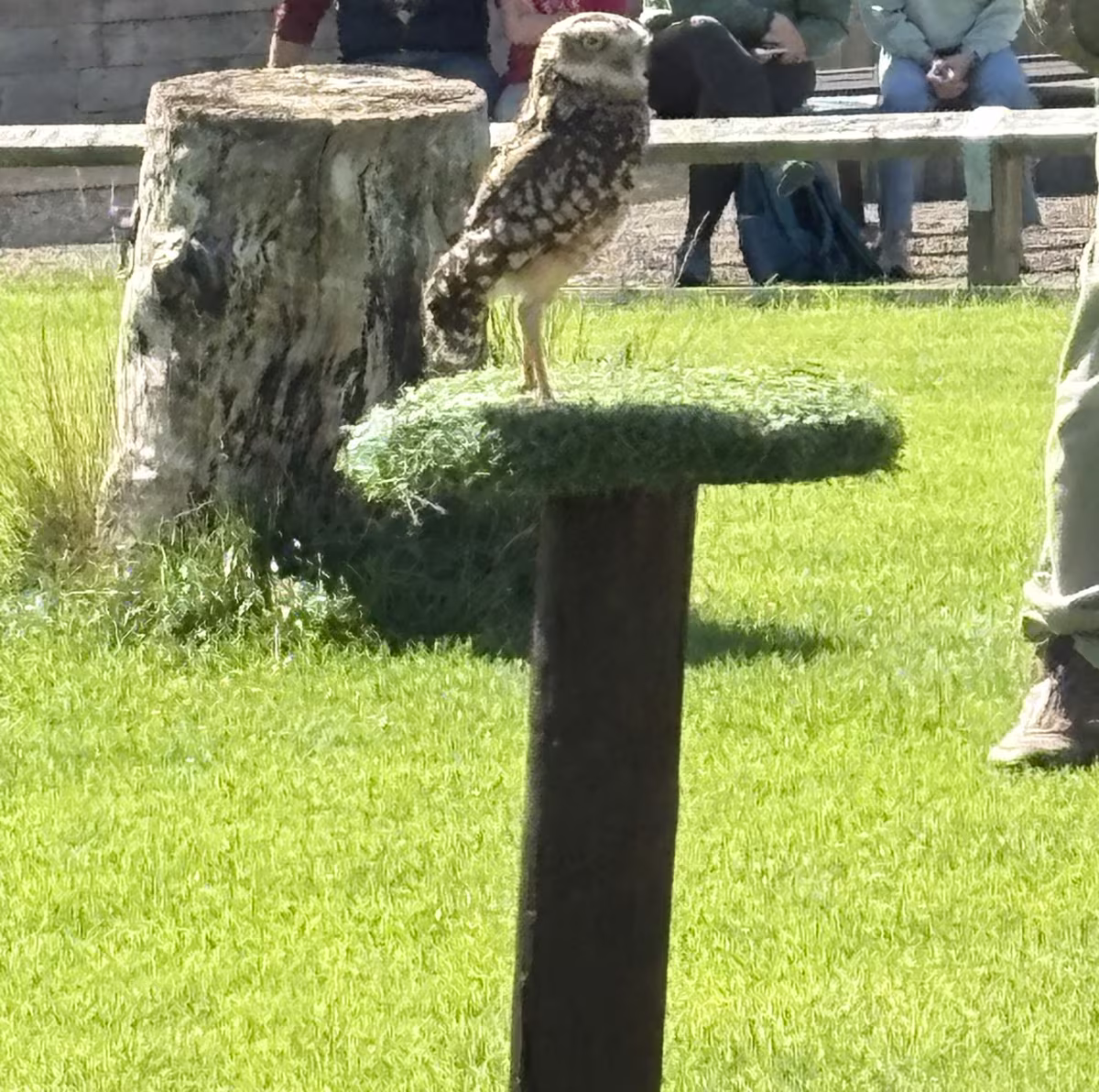 A burrowing owl on a turf-topped perch in the flying ground, a few metres from the front benches