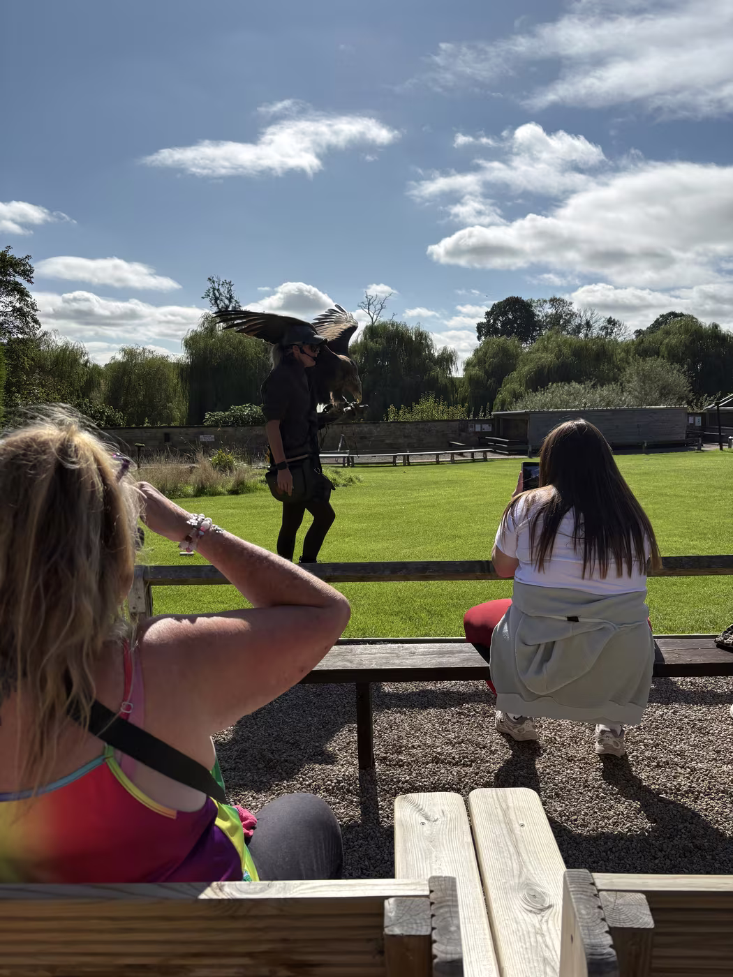 A falconer taking a large eagle on the glove with its wings still spread, a few metres in front of the benches. This is how close the flying gets