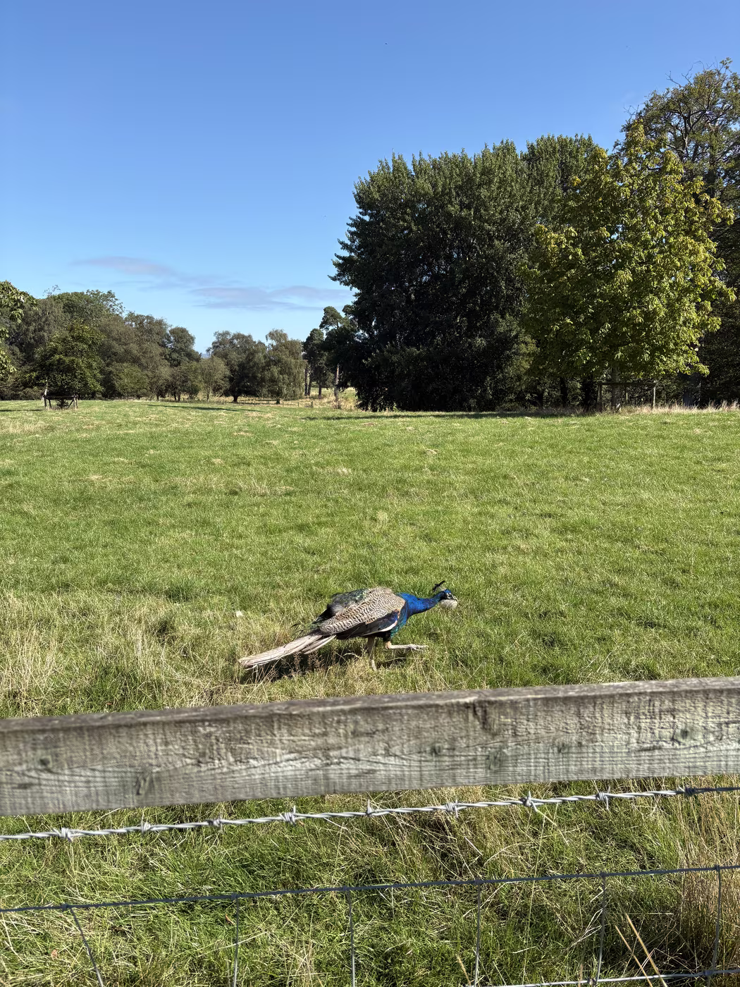 A peacock crossing the parkland just outside the centre, seen over the post-and-wire fence